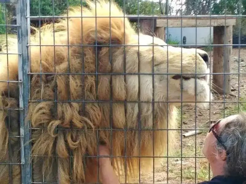Avustralya'da Şok Edici Aslan Saldırısı: Kadının Kolunu Kaptı!