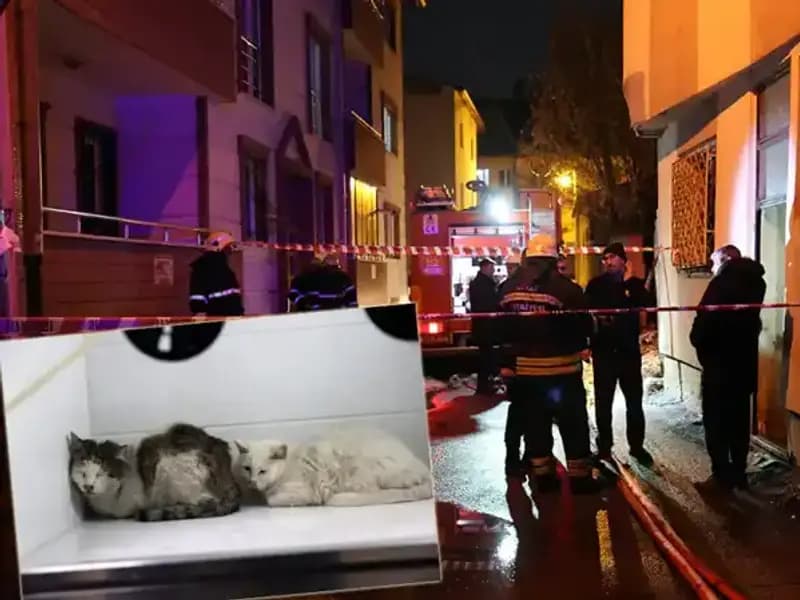 Evde Yangın Felaketi: 26 Kedi Hayatını Kaybetti