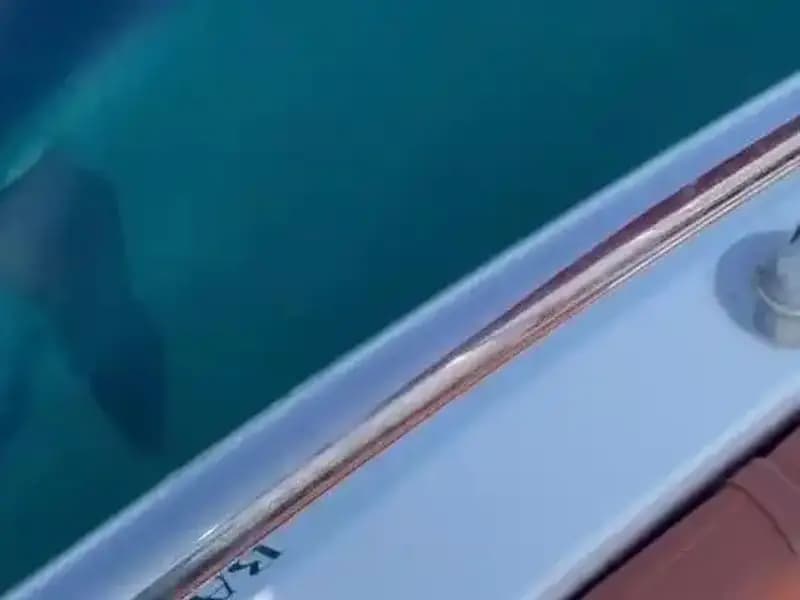 Akdeniz'de Yaşanan İlginç Olay: Yavru Köpek Balığı Tekneye Saldırdı