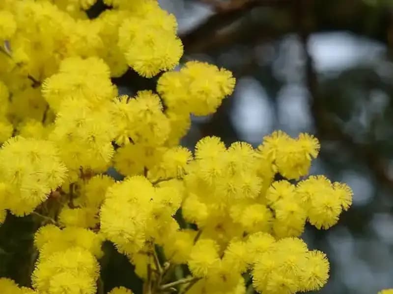 Mimoza Çiçeği: Güzelliği ve Anlamı ile Duygulara Dokunan Bir Bitki