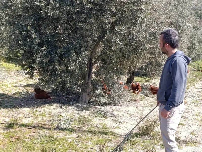Artan Kiralar Sonrası Köyüne Dönüp Tavuk Çiftliği Kurdu