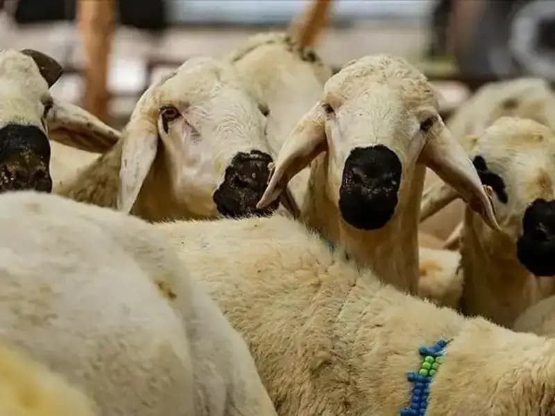 Kurban Bayramı 2025: Kurban Kesmenin Dini Hükümleri ve İpuçları