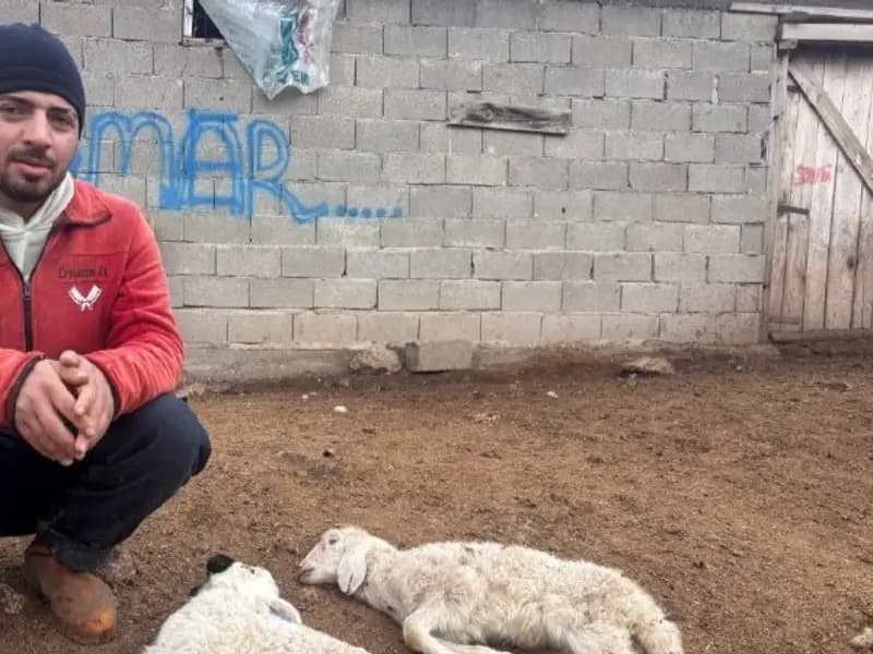 Erzincan'da Yeni Doğan Kuzularda Ani Ölüm Vakaları Artıyor