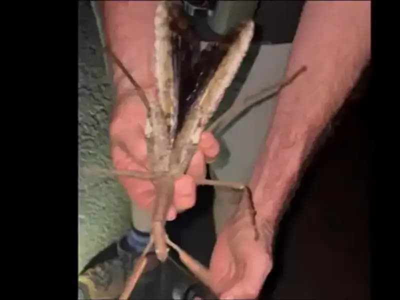 Avustralya'da Şaşırtan Keşif: 44 Gram Ağırlığında Dev Çekirge Bulundu!