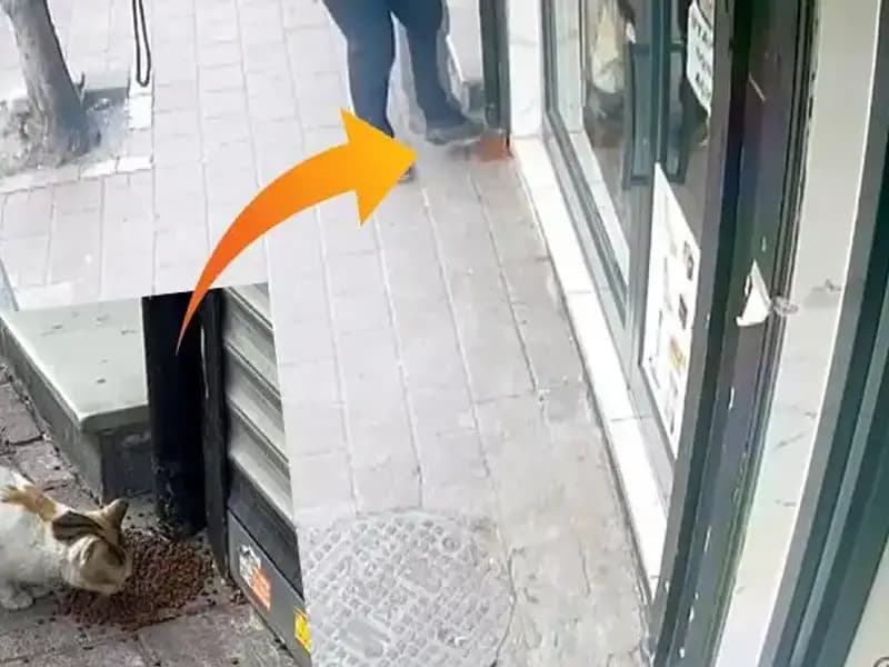 Kediler, Mamalarını Paylaştırıp Kaçınca Eğlence Dolu Anlar Yaşandı