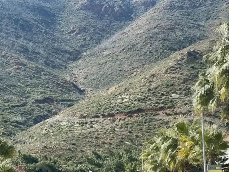 Marmaris'in Yeniden Yeşermesi: Yangında Zarar Gören Ormanlar Fidana Dönüştü