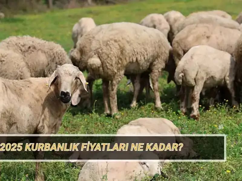 2025 Kurbanlık Fiyatları: Büyükbaş ve Küçükbaş Kurbanlıkların Piyasa Değeri