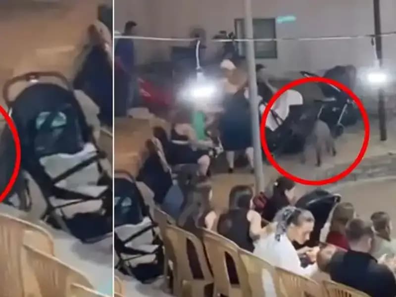 Düğün Törenine Gelen Yaban Domuzu Herkesi Şaşırttı!