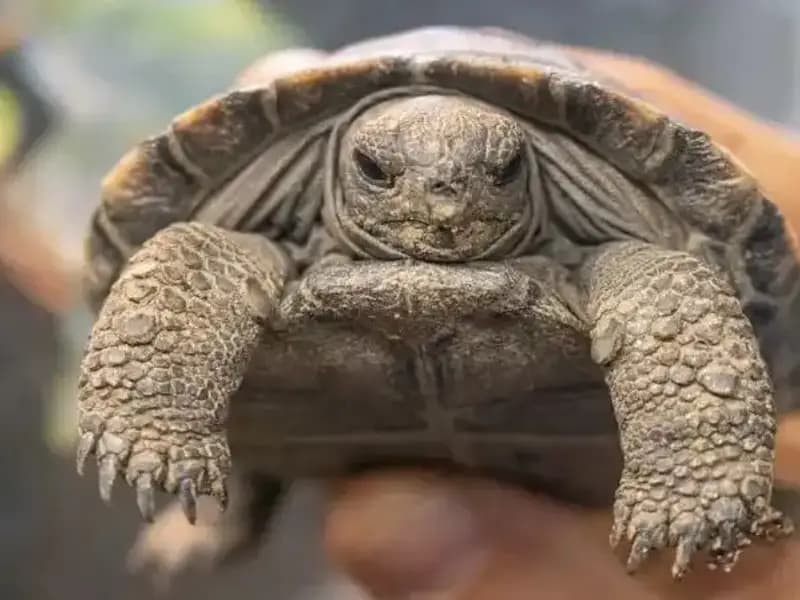Nesli Tükenme Tehdidiyle Karşılaşan Kaplumbağalar, 100 Yaşında İlk Kez Ebeveyn Oldu