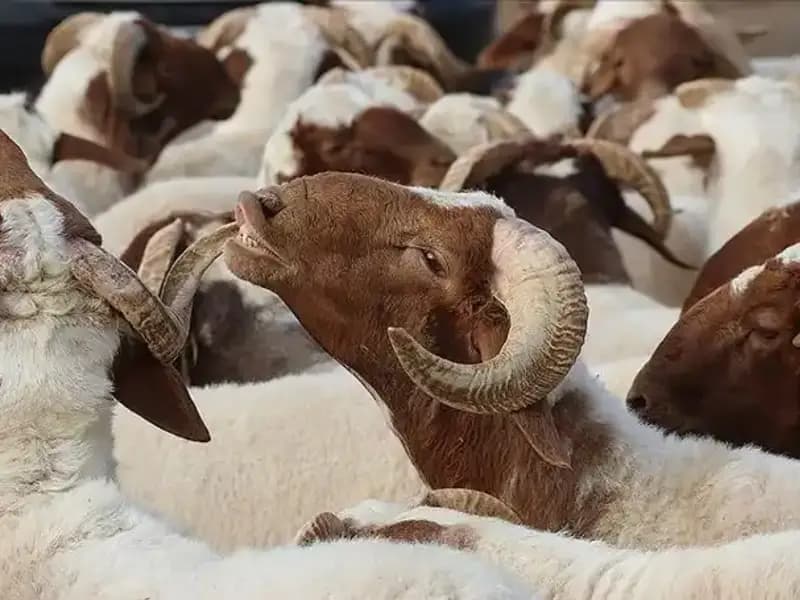 Akika Kurbanı Nedir? Yemek Caiz Mi, Ne Zaman Kesilir?