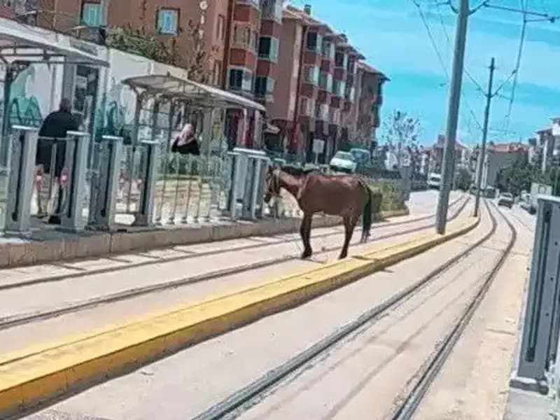 Eskişehir'de Tramvay Raylarında Başıboş At Görüntüleri Şaşırttı