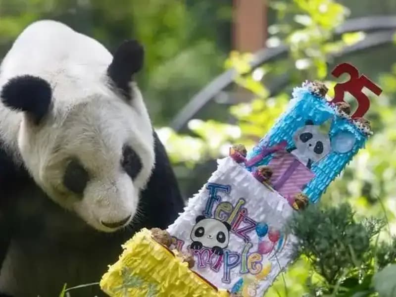 Dev Panda Xin Xin 35 Yaşında: Kutlamalar ve Anılar