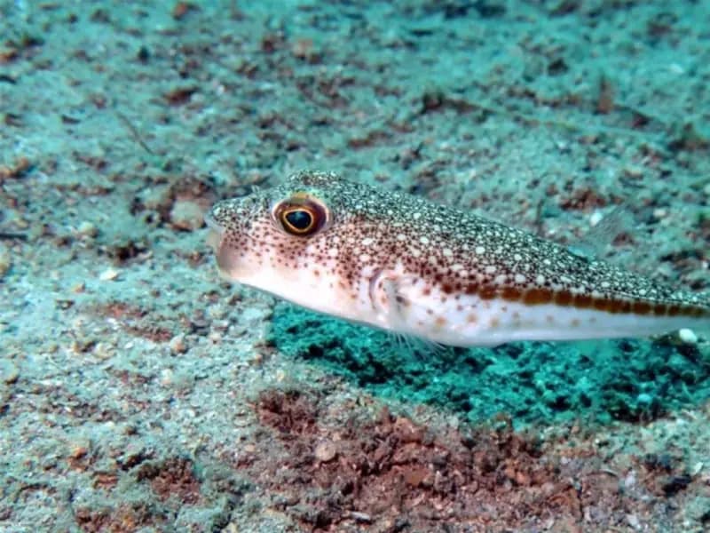 Denizlerdeki istilacı türlere TurIST önlemi