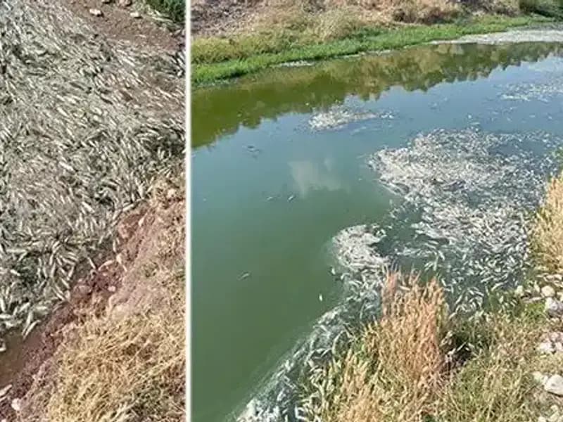 Karasu Çayı'ndaki Gizemli Balık Ölümleri: Sebepler Araştırılıyor