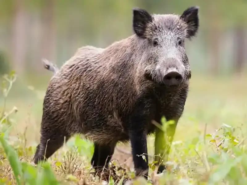 Japonya'da Vahşi Hayvanlar İçin Acil Durum Vurulma Yasağı Kaldırıldı