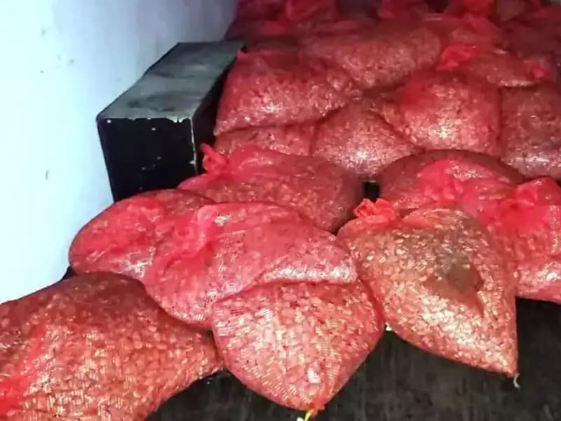 Samsun'da Kaçak Midye Operasyonu: 1,5 Ton Kıyıya Vuruldu!