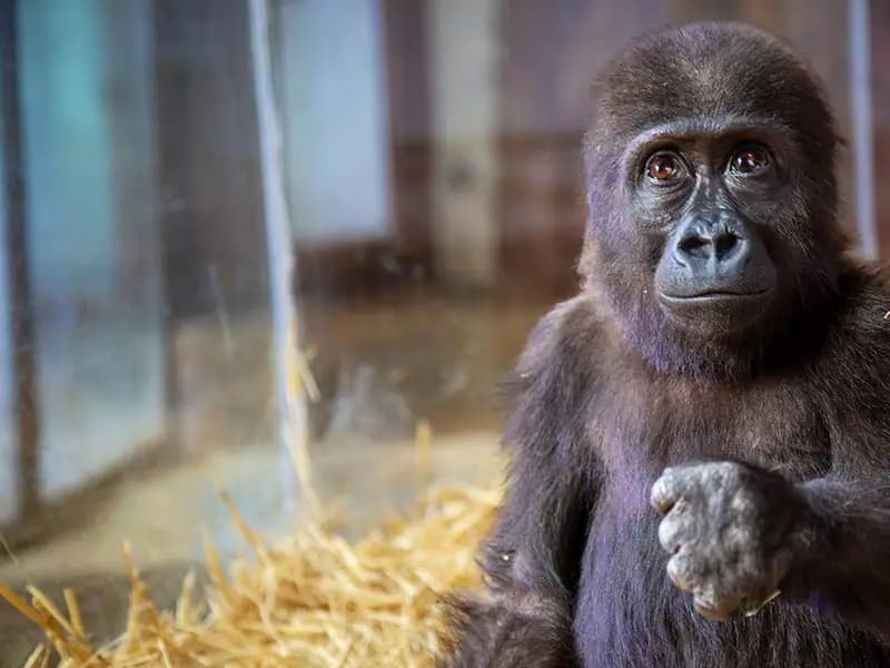 Goril Yavrusuna Verilecek İsim İçin Anket Sonuçları Açıklandı