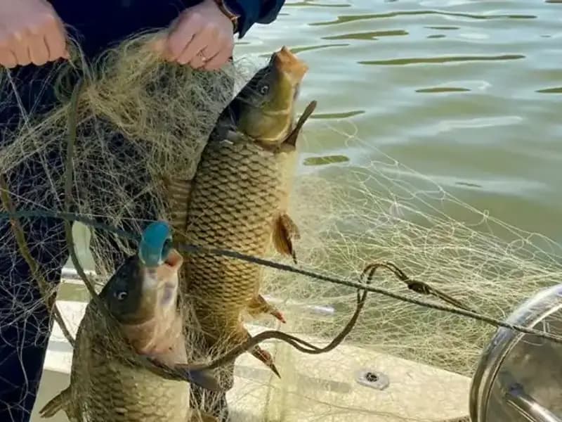 Samsun’da Ağa Takılan Balıklar Kurtarıldı: Doğa Severler Seferber Oldu