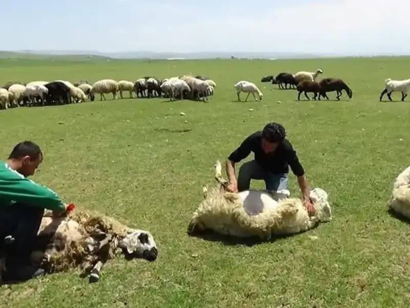 3.370 Rakımda Koyun Kırkma Geleneği: Dağların Kalbindeki Eşsiz Manzaralar