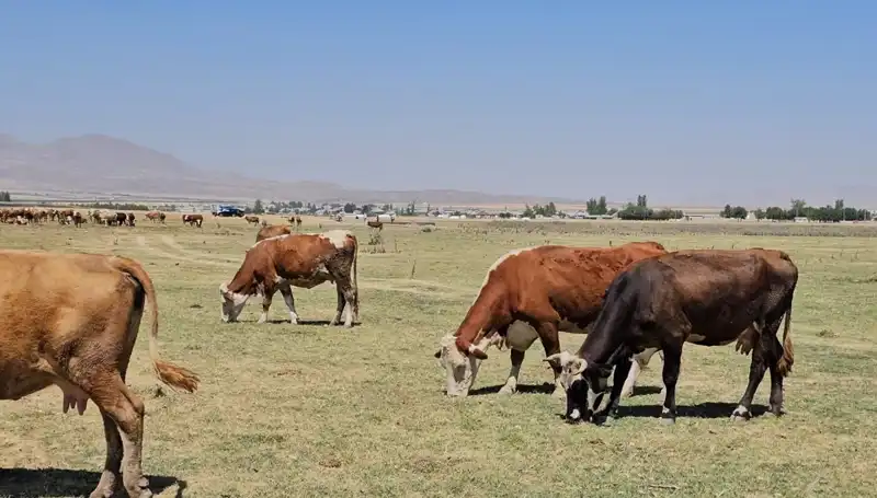 Arin Gölü’nün Kuruması, Bölgedeki Su Krizini Derinleştiriyor