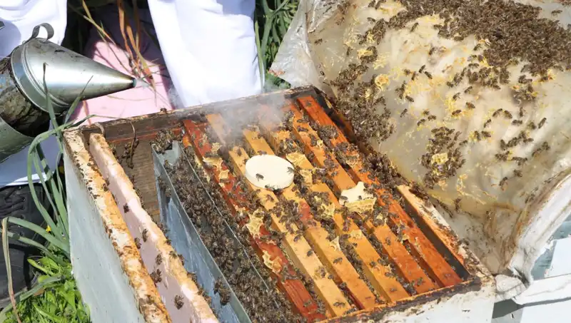 Ata Mesleği Arıcılığı Sürdüren Genç, Yurt Dışından Siparişler Alıyor