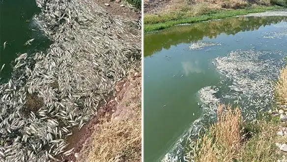 Karasu Çayı'ndaki Gizemli Balık Ölümleri: Sebepler Araştırılıyor