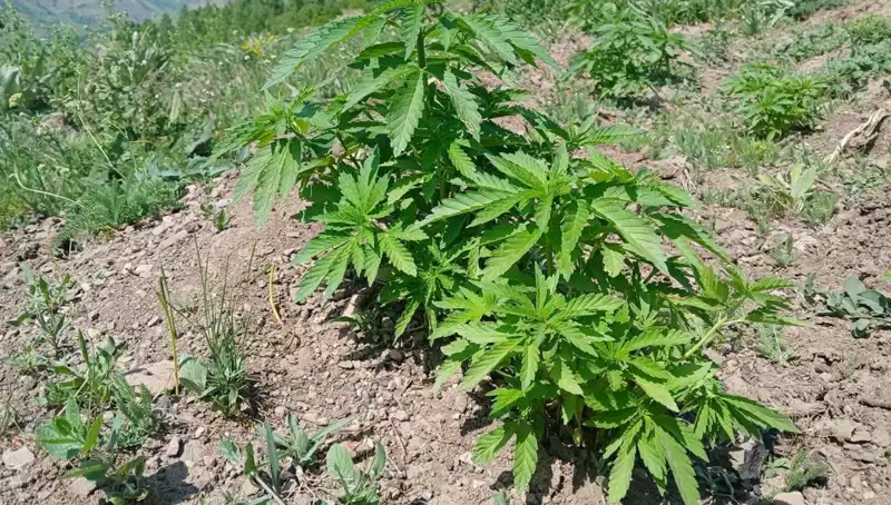 Bingöl'de Kenevir ve Kaçak Tütün Operasyonu: Güvenlik Güçleri Harekete Geçti