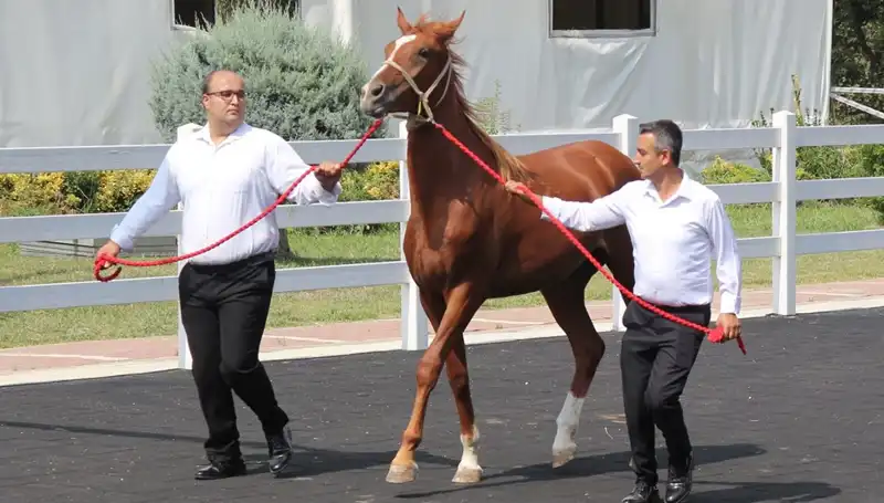 Taşkınların Efendisi: Rekor Kıran "Taşkın Kral" Kimdir?
