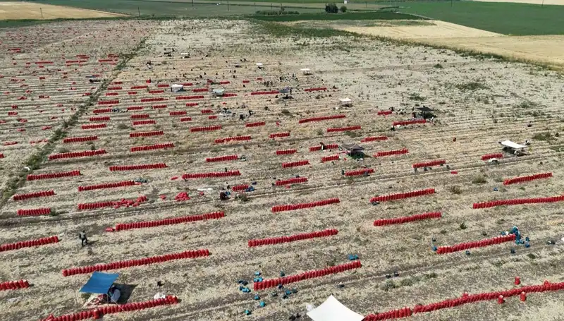 Tarlada Fiyatları Yükseltme Mücadelesi: 40 Derecede Çalışan Çiftçiler