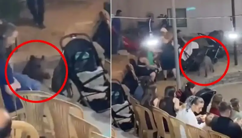 Düğün Törenine Gelen Yaban Domuzu Herkesi Şaşırttı!