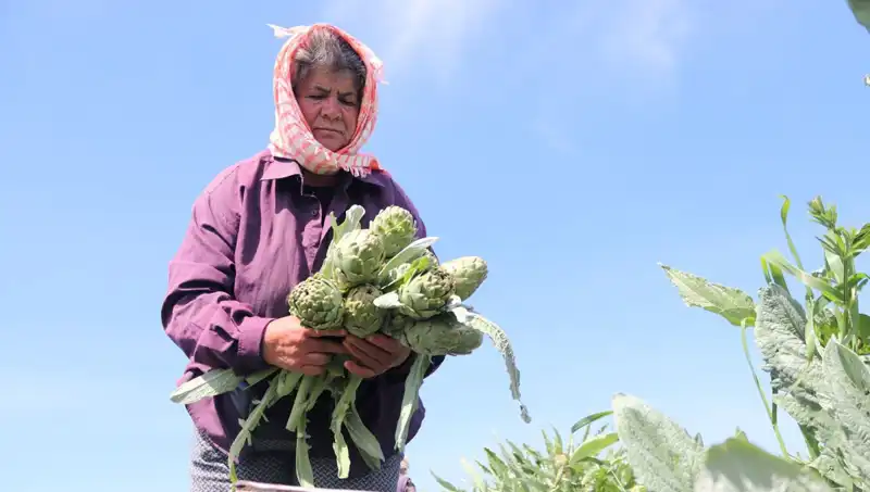 Çiftçiden Sofraya: Taze Sebzeler Tezgahta 50 TL'ye Satılıyor!