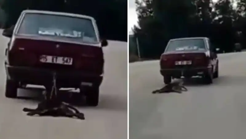 Sürüklenen Köpek Olayı: Hayvanseverlerle Yapılan Tepkili Showdown