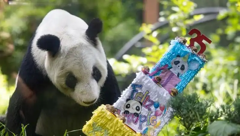 Dev Panda Xin Xin 35 Yaşında: Kutlamalar ve Anılar