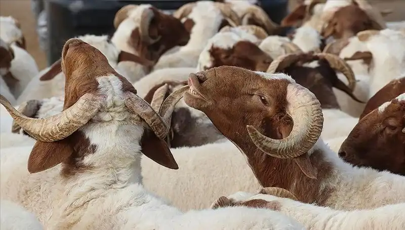 Akika Kurbanı Nedir? Yemek Caiz Mi, Ne Zaman Kesilir?